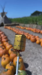 Undressing the Pumpkin Spice Lollypop
